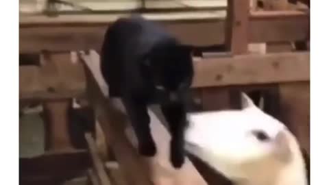 Hilarious cat slap