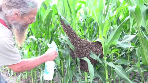 Removing a Swarm of Bees from a Cornfield