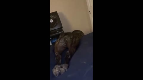 Lazy cane corso dog leans over edge of bed to drink water without having to get up