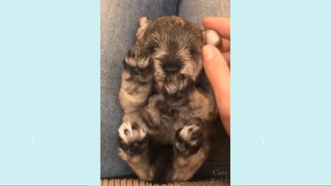 dog cute video