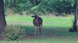 Deer in the yard