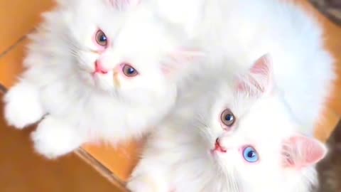 Unbelievable eyes of cats am seen and and shocked😱😱😱😱 you seen teel me about