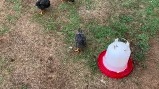 Chick in Reverse