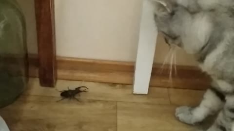 Cat vs stag beetle