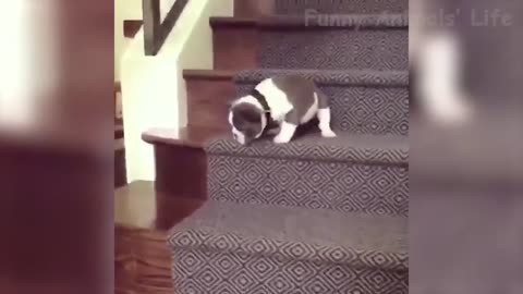 97 🤣 Funniest 🐶 Dogs and 😻 Cats Awesome Funny Home Animal Videos 😇