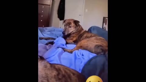 Funniest Cats And Dogs Videos Best Funny Animal Videos 🥰 #trending