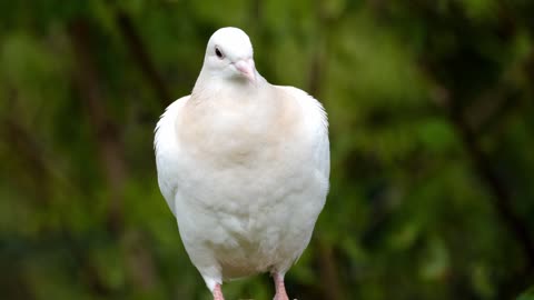 dove bird peace dove animal whitee