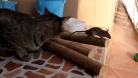 The game between Cat and rat