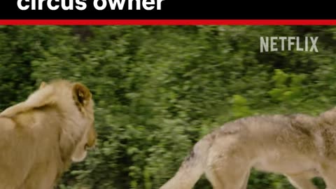 Wolf 🐺 help his brother lion 🦁 escape cruel circus owner 💖🥰