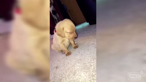 Cute and Funny puppy sleep and Fall 🐶🐶🐶🐶🐶🐶