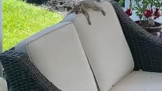 Squirrel Relaxes in Backyard