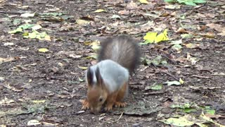 Squirrel Gets Attached By Ground Nuts