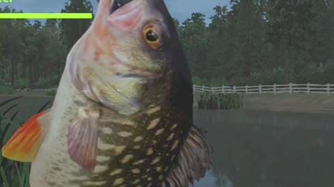 Mysterious fish, Fishing Planet pc