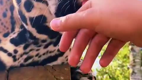 This leopard licks a human hand as a gesture of kindness