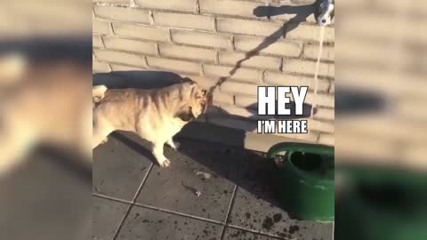The Cute Dog Gets Confused And Drinks Water From The Water Shadow