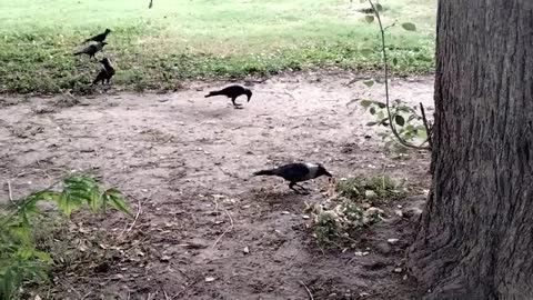 Crow Bird Crowing Sound | Crow Voice Video | Crow Crows | Kingdom Of Awais