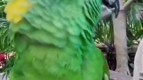 🦜Funny Parrot Talking and Laughing | Cute Birds Doing Funny Things