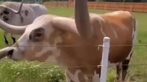 Texas long horn cattle