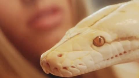 Black Mumba Snake Videos For Kids
