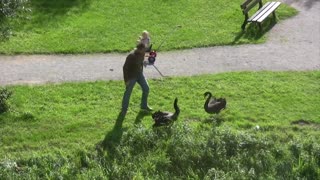 Part 1-4 (summary) Schwan Attacken Schloss Ringenberg - angry swan attacks