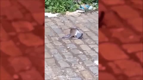 Urban Rat Completely Defeats Helpless Bird In A Brawl During Broad Daylight