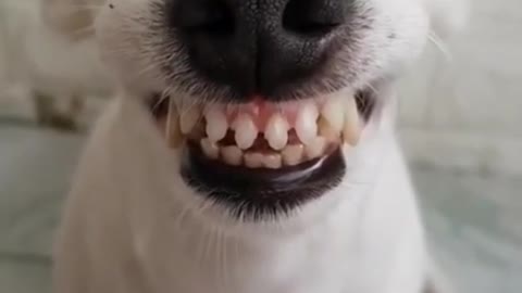 Cachorro com Sorriso Engraçado