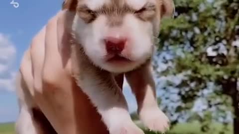 Husky puppie