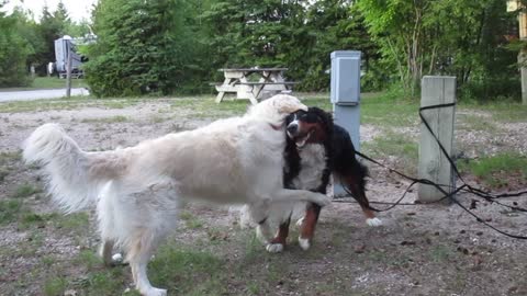 Bernese Mountain dog and Golden Retriever play wrestle