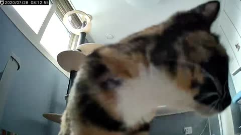 Homecam cat.
