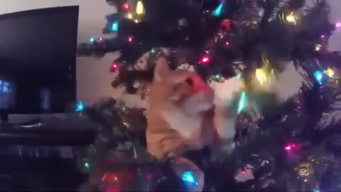 Funny Dogs And Cats videos at Christmas...