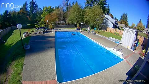 Rowdy Pooch Sprints Across Pool Cover