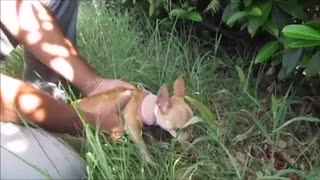 Chihuahua es rescatado de un auto extremadamente caluroso