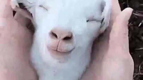 Just a goat being massaged