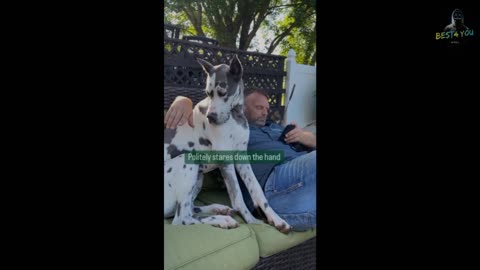 Dog makes it clear she wants to petted at all times