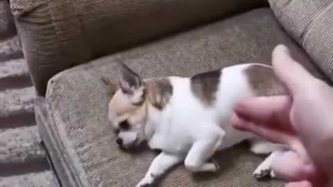 Owner Tries to kill the dog from softgun