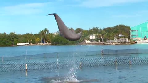 Dolphin dance