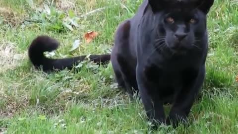 black panther vs tiger 🐯 who win the fight# roaring video