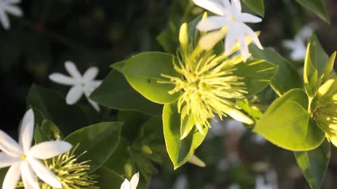 slowmo Cinematic Flower Photage