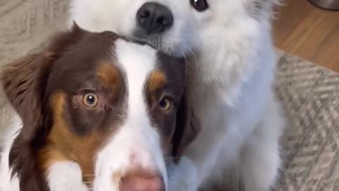Cute doggos hug