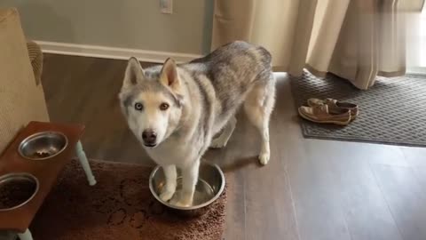 Stubborn Huskey demands water bowl refil🤣