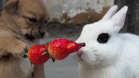 rabbit get feeding with strawberry by a cute baby dog