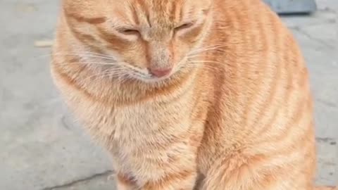 Cute cats video compilation 137