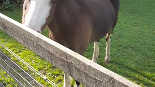 MY HORSES HORSES 🐎🐎🐎