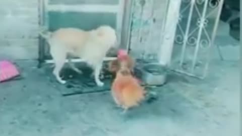 Funny video dog 🐕🐕