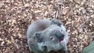 small koala bear