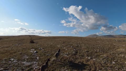 Aerial FPV drone shot of a chasing and flying close around herd of wild horses running