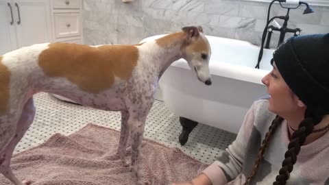Greyhound Bunny's First Bath!