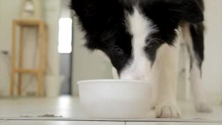 A dog drinks water slowly