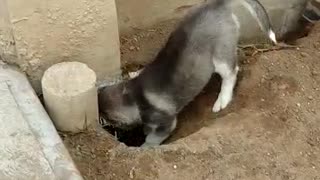 Husky dog puppy digging dirt hole