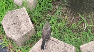 Teaching A Young Mockingbird To Fly Freely